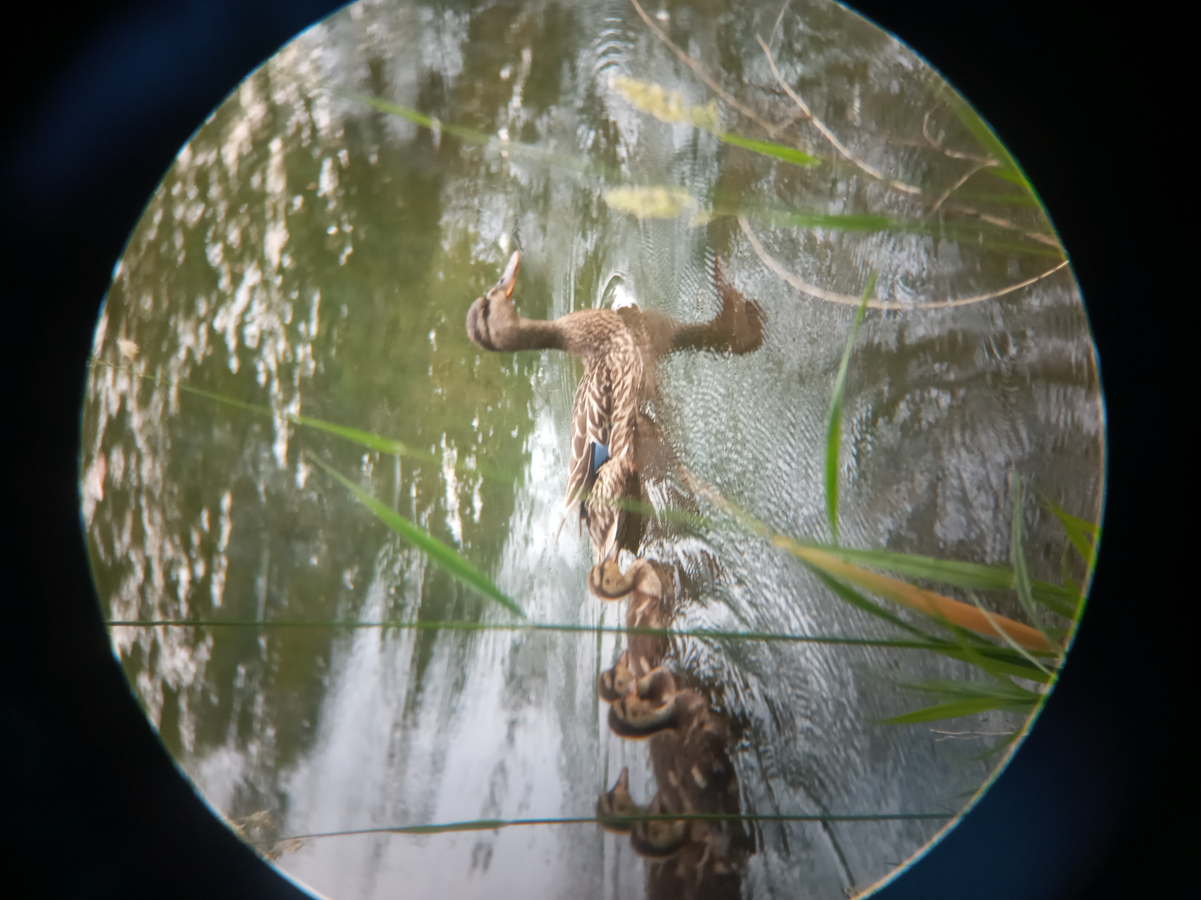 A picture of a duck and its ducklings on the water.