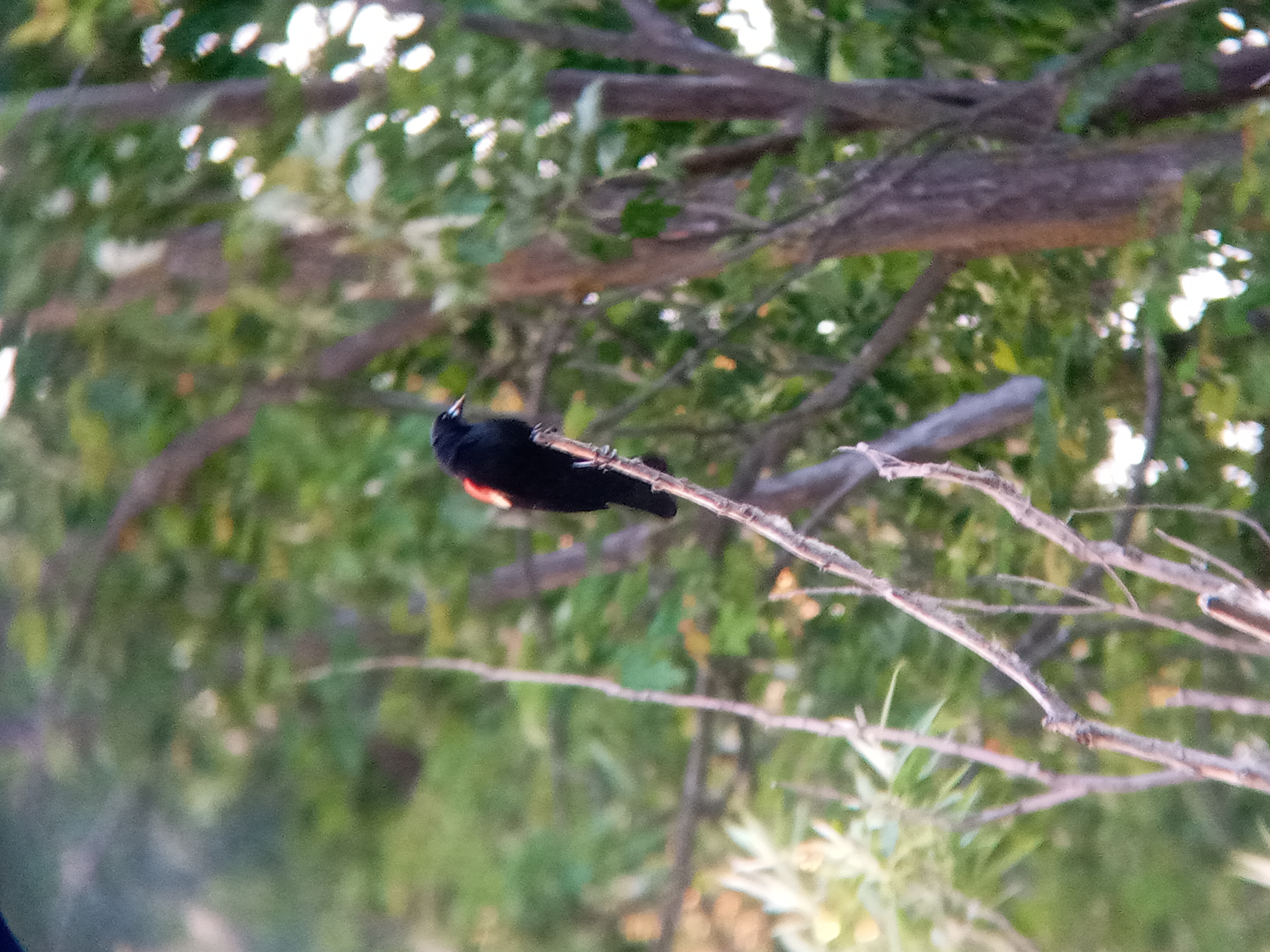 A picture of a Red-winged blackbird.