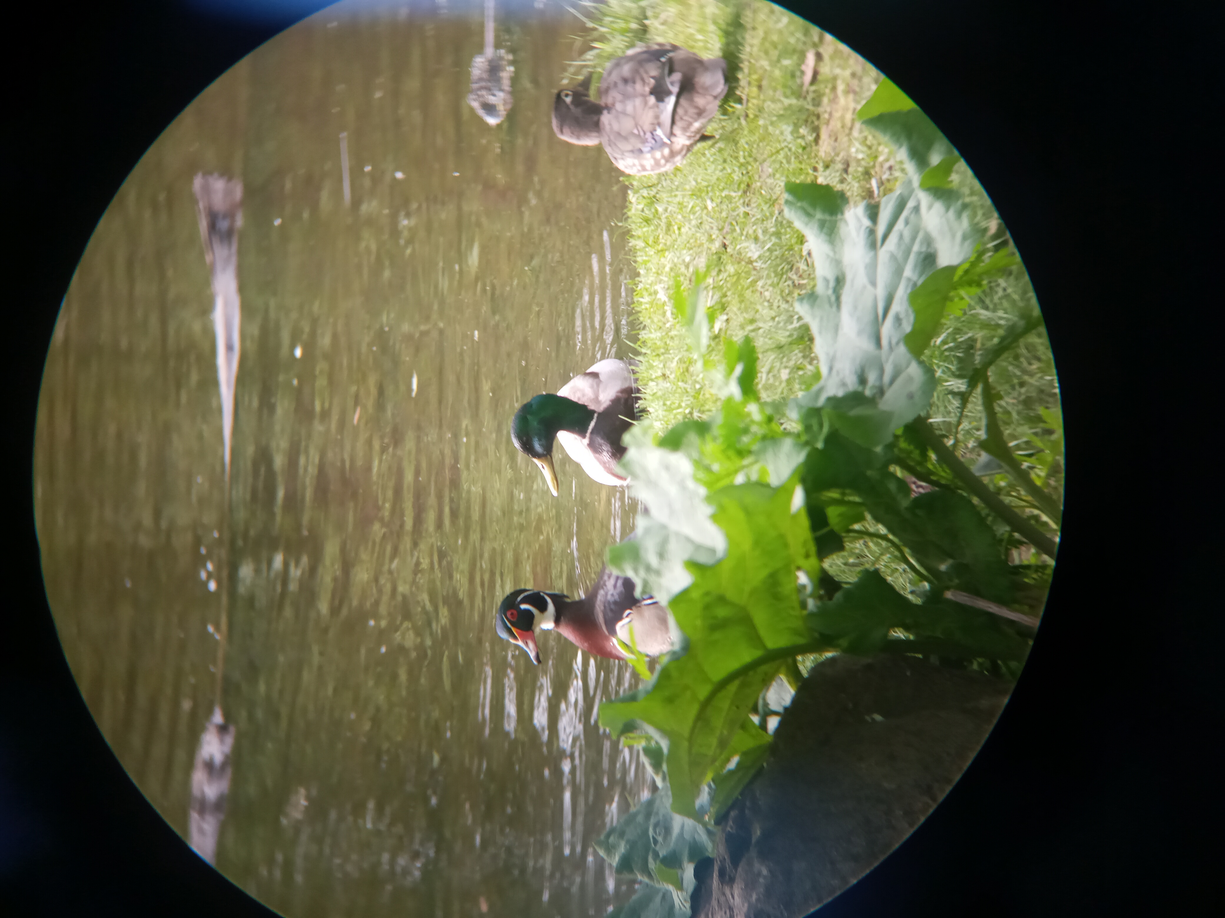 A picture of three ducks by the water