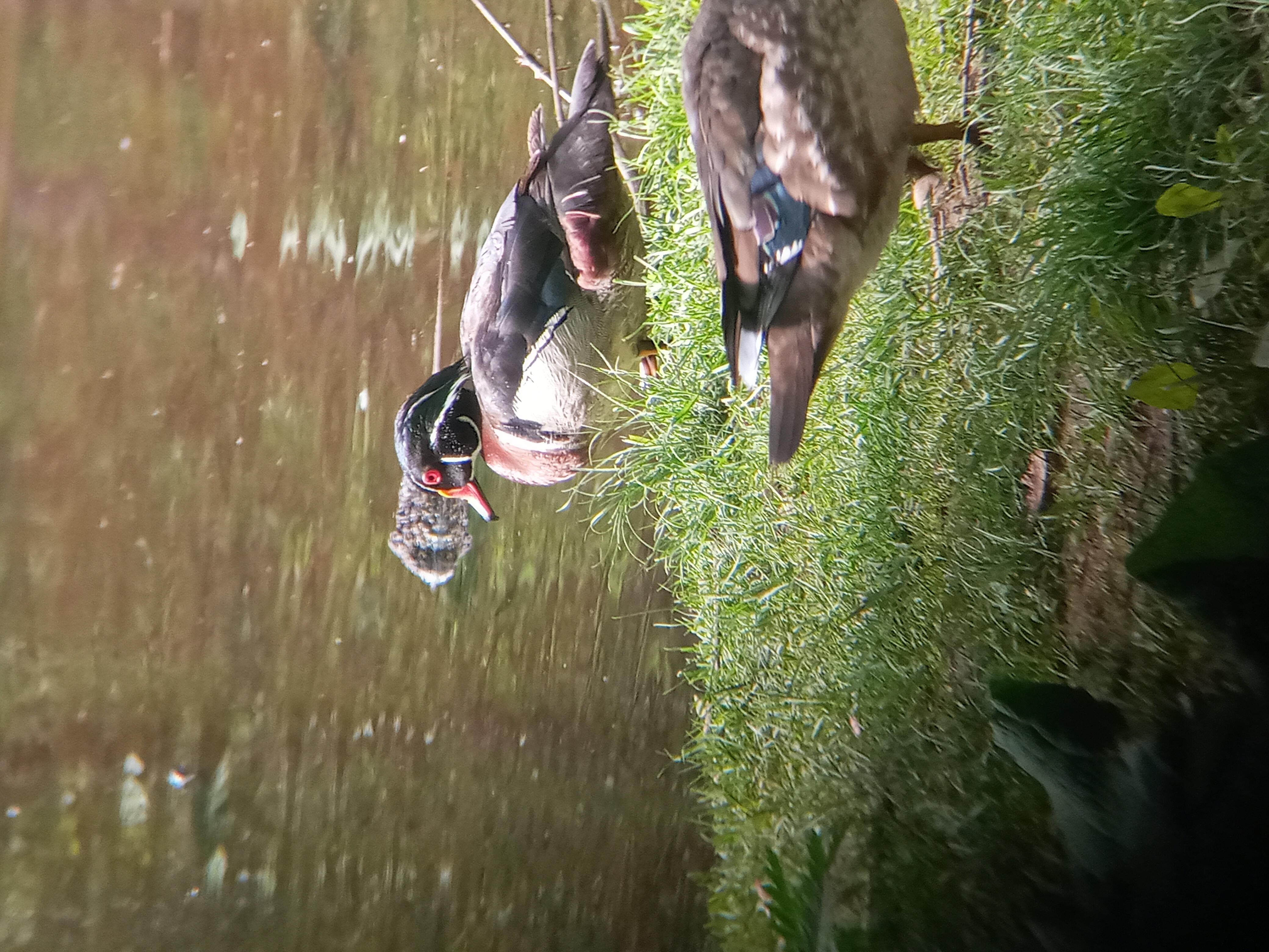A picture of a Wood duck up-close