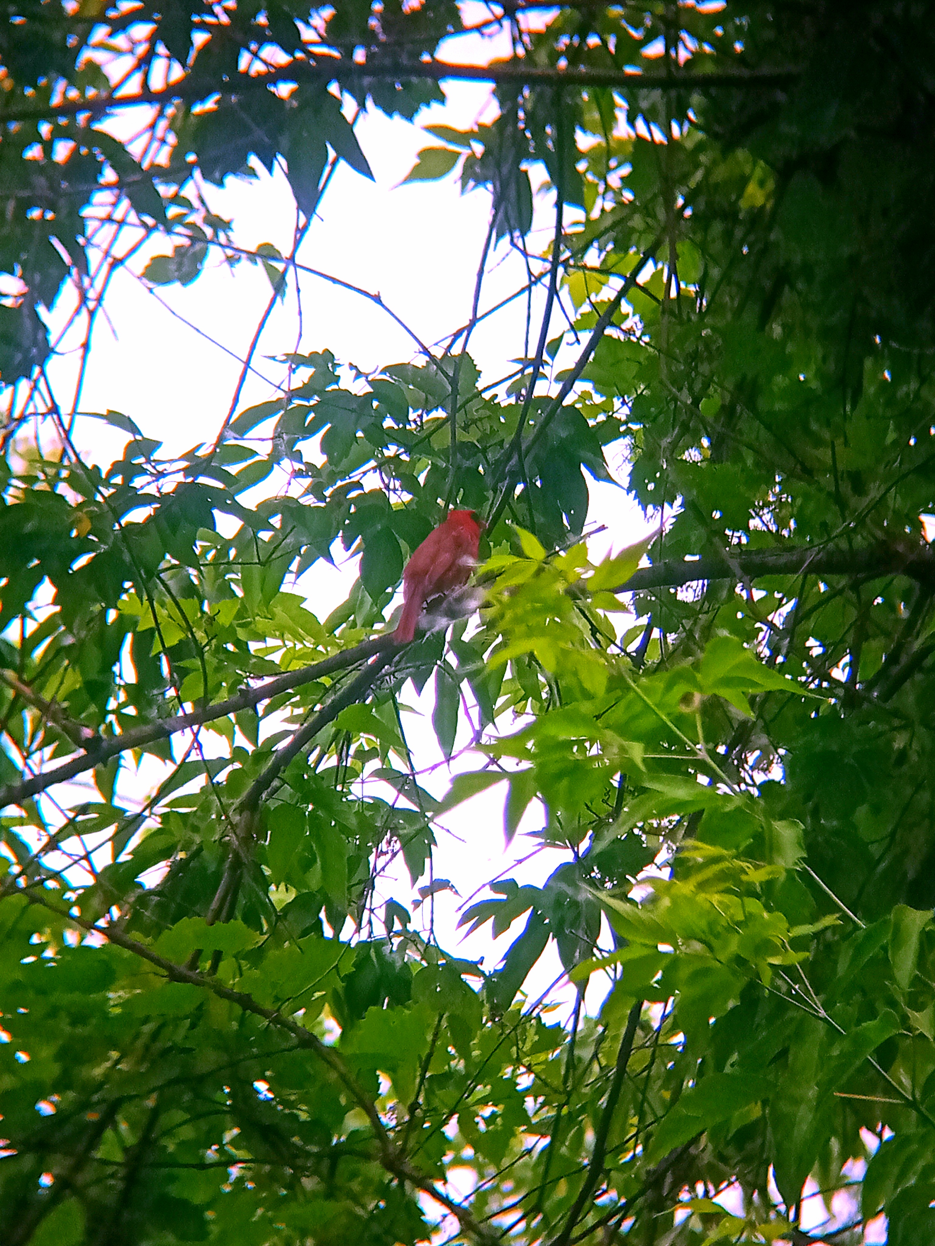 A picture of a Cardinal.