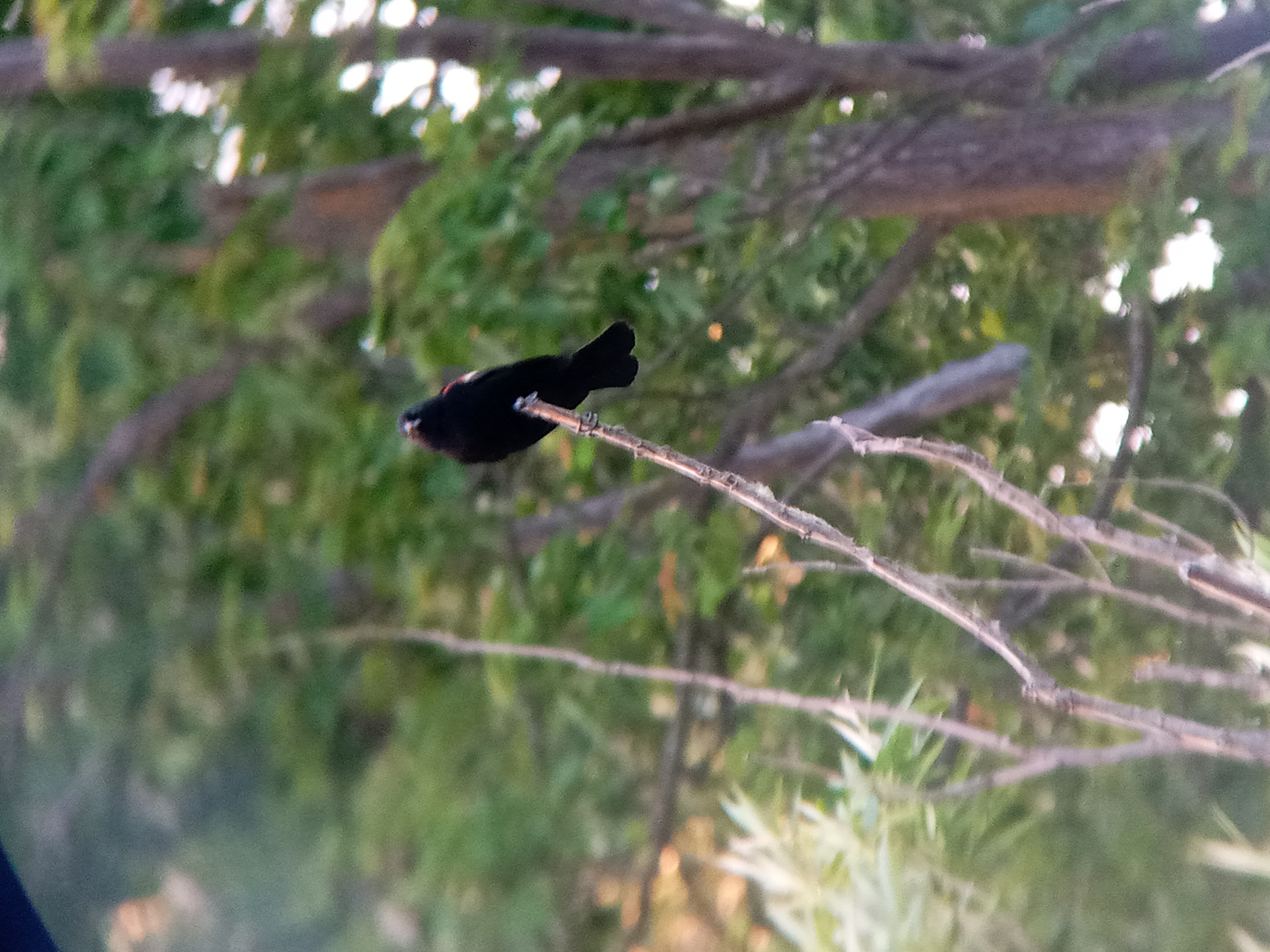 A preview image for the category featuring a Red-winged Blackbird at the top of a leafless branch.