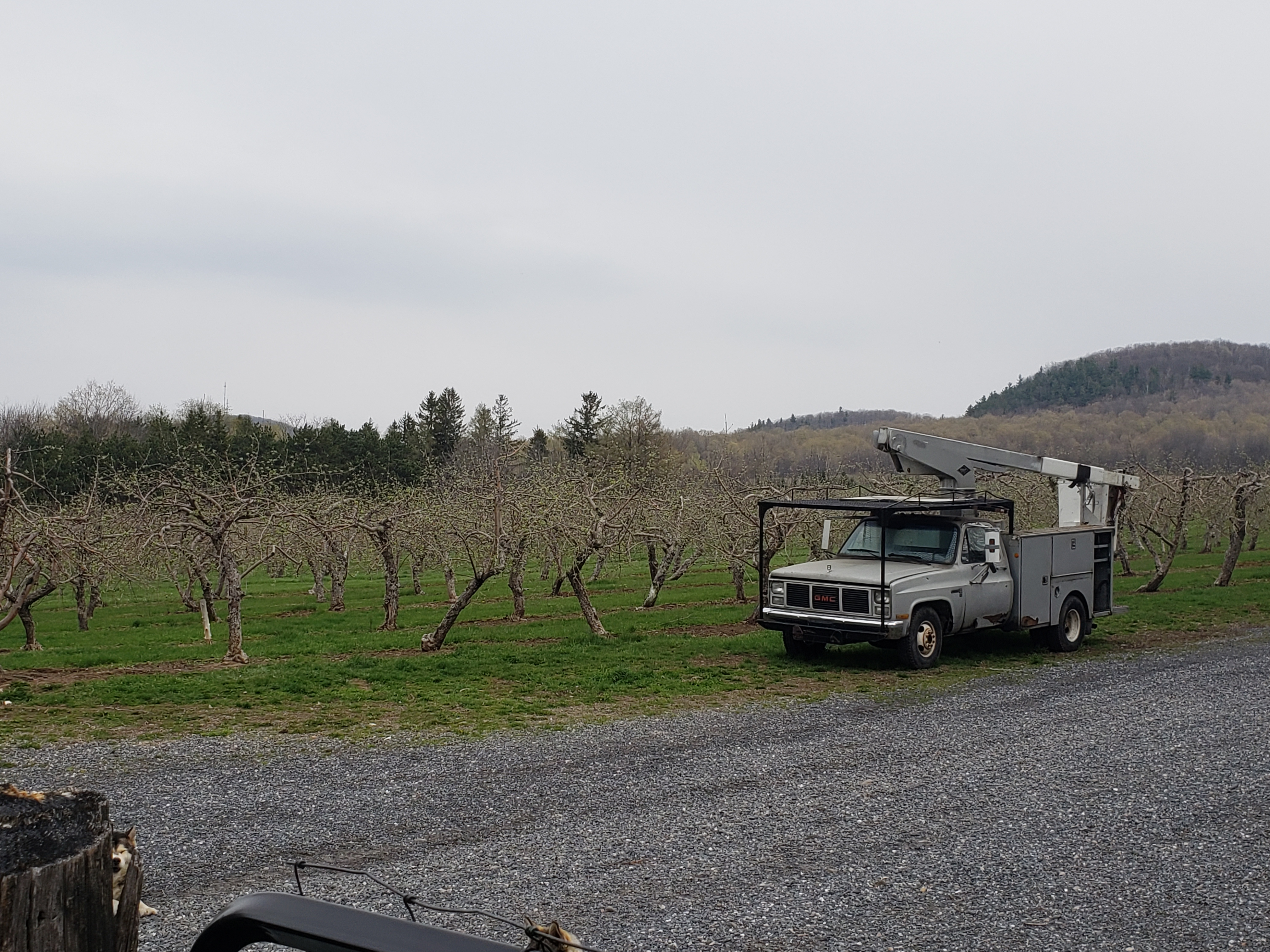 A picture of an apple orchard with a truck in the foreground, and a mountain off in the distance.